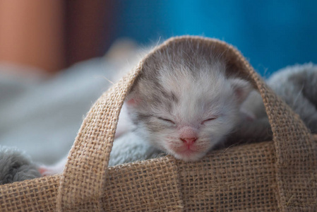 在家里的木篮中关闭可爱的睡猫灰色毯子