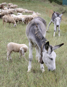 在这群羊放牧草场两个驴