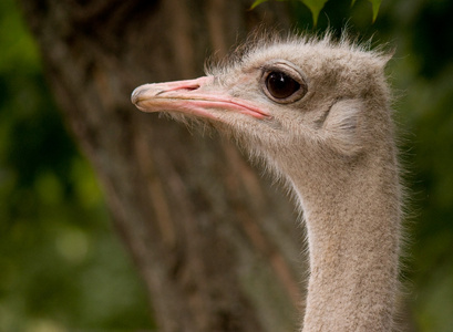 ostrich脸