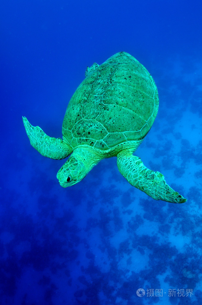 海绿海龟