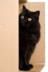 黑猫在盒子里