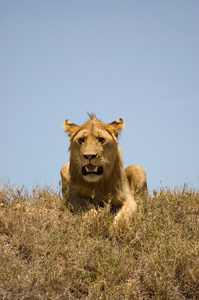 狮子9