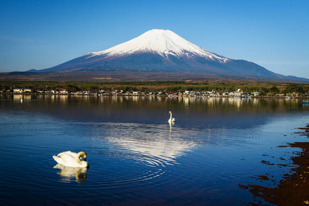 白色天鹅和富士山，山中湖