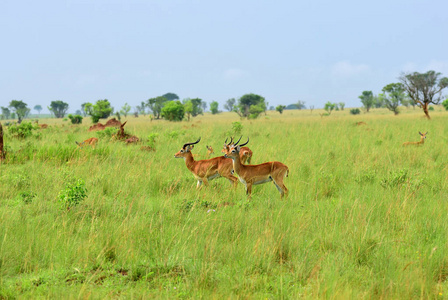 羚羊苇，乌干达，非洲