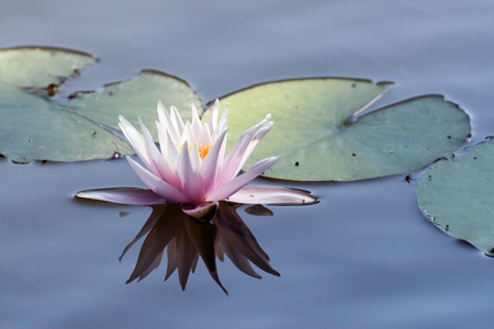 荷花，睡莲 water lily的名词复数 