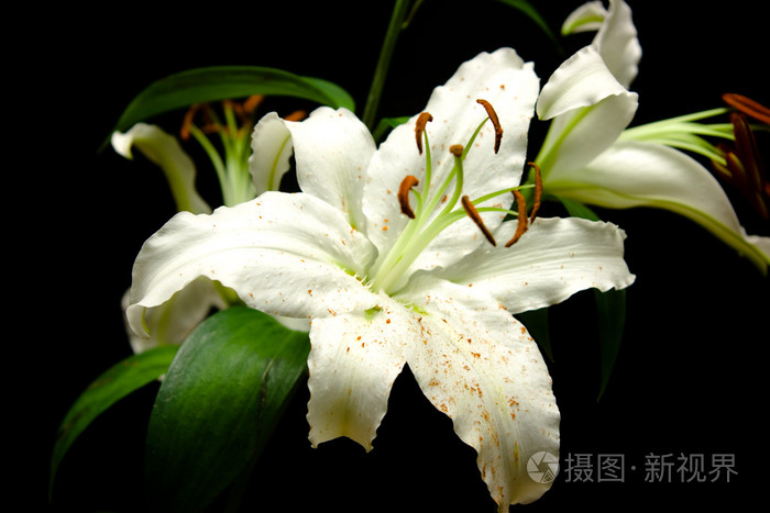 百合花lily的名词复数