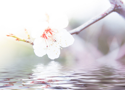 美丽樱花日本樱花与思考