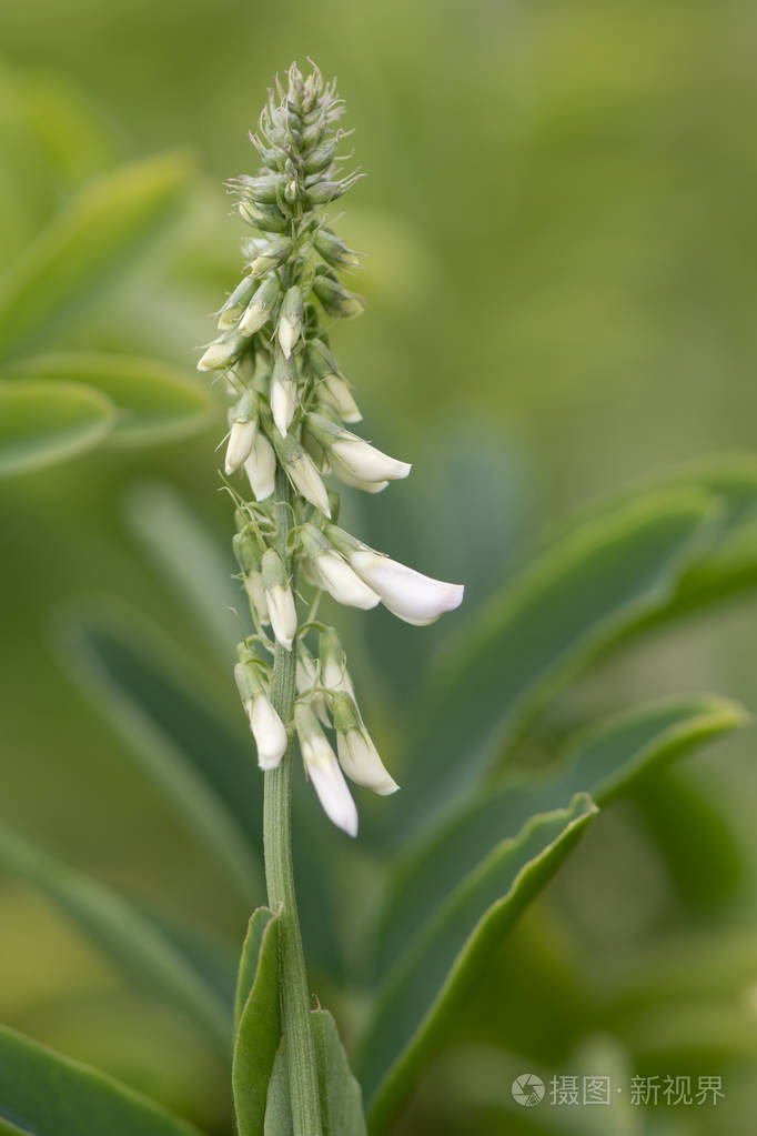 白梅利洛特草木犀流浸albus总状花序