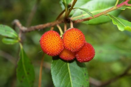 野草莓树; 藤地莓照片
