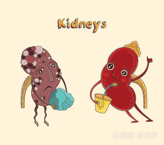 卡通人物人类肾脏