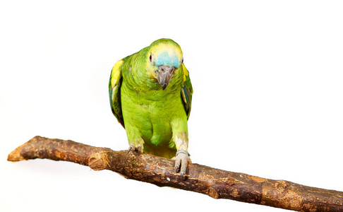 树枝上的绿色亚马逊鹦鹉