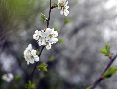 春天的花朵