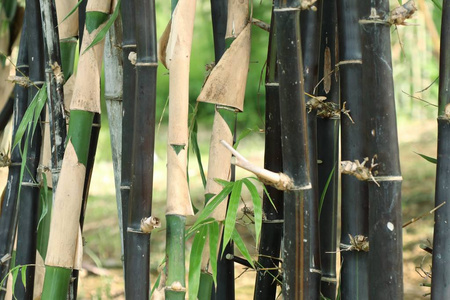 竹子植物性质