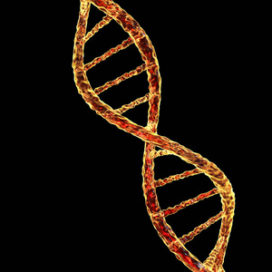 dna 的双螺旋结构