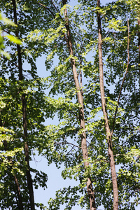 夏，夏天 全盛时期，黄金时代，壮年时期 建大梁，檀条，楣，柱顶石 岁数