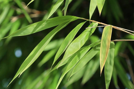 竹子植物性质