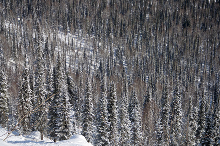 覆盖着雪的高山斜坡