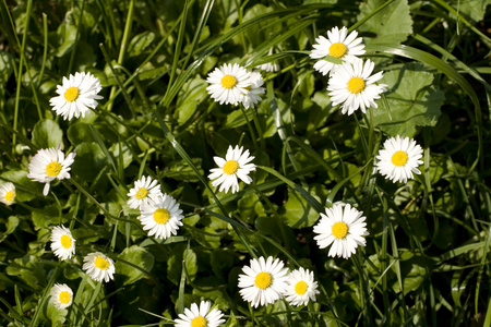 雏菊(花)( daisy的名词复数 ) 菊科植物 非常新鲜 精神饱满照片