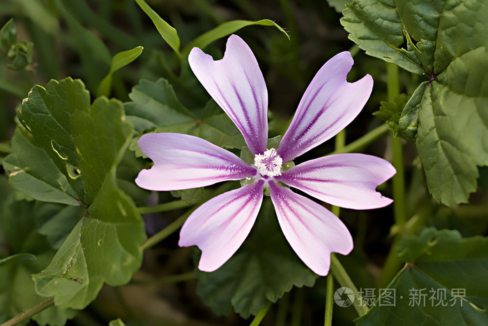 淡紫色的苯胺紫染料