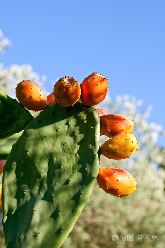 仙人掌果pricklypear的名词复数