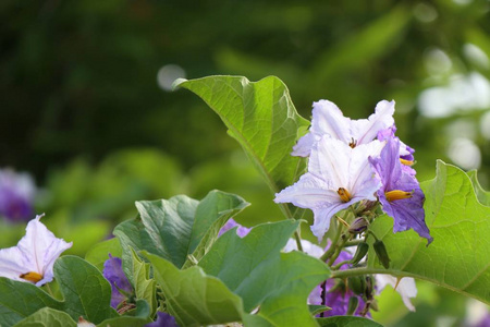 自然茄子花