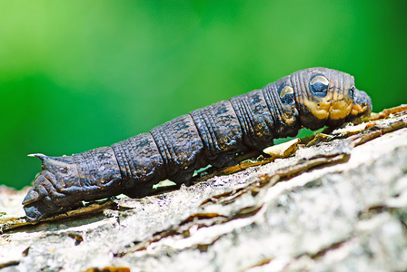 宏观caterpillaron自然背景