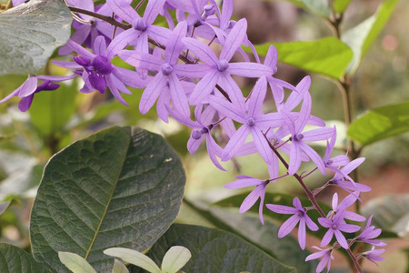 自然紫罗兰花