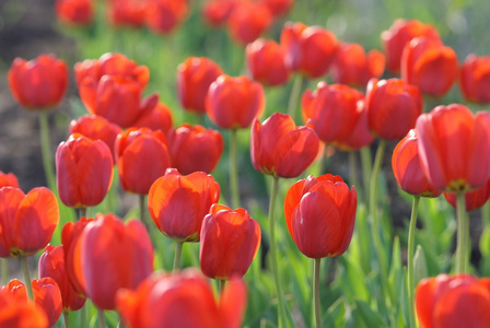 郁金香 tulip的名词复数 