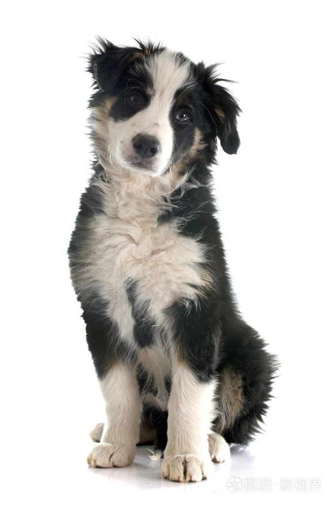 小狗边境牧羊犬