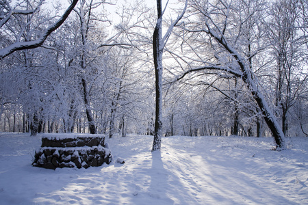 公园路是树木和雪之一