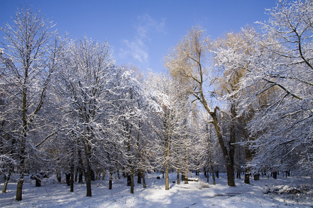 一条公园路在树木和雪之间。