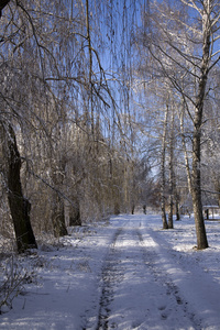 一条公园路在树木和雪之间。