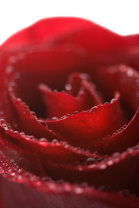 红玫瑰与水滴分离