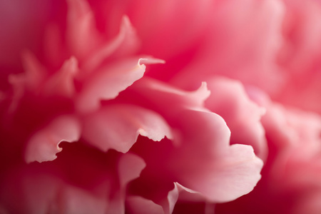 粉红色牡丹花