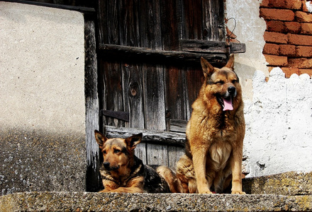 警犬