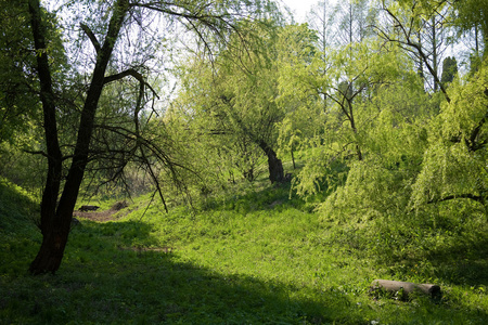 春季景观