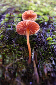 橙色的野生菌类从白桦树树皮图片