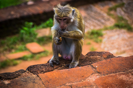 猴子坐在锡吉里亚和吃，斯里兰卡