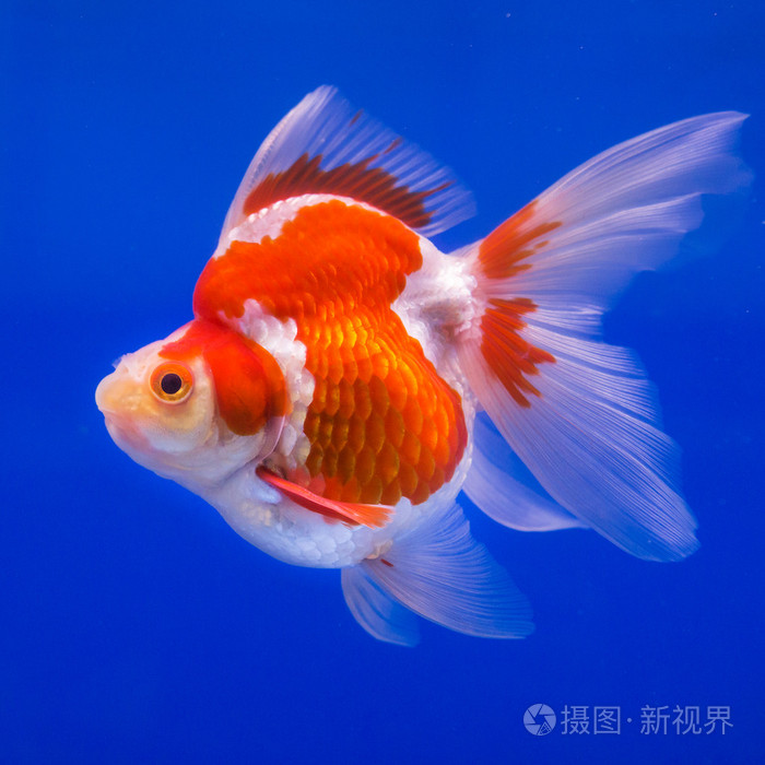 在水族馆有绿色的植物金鱼