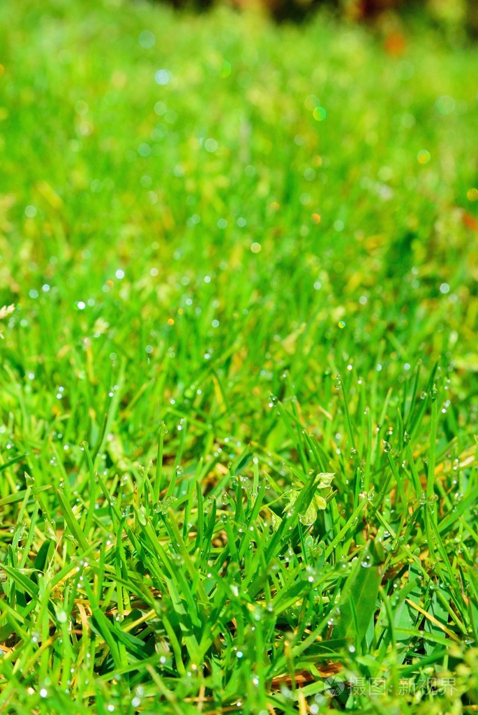 绿草背景