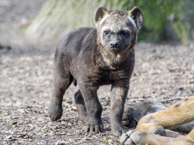 斑点鬣犬 (::) 宝贝照片