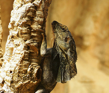 ctenosaura 线虫,俗称黑刺尾鬣蜥 黑色鬣蜥或黑色 ctenosaur照片