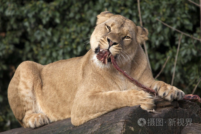 母狮在日志上吃肉
