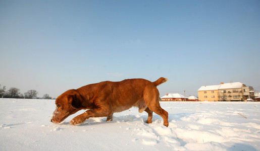 晴天下雪的红狗