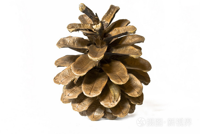 松果松球pinecone的名词复数