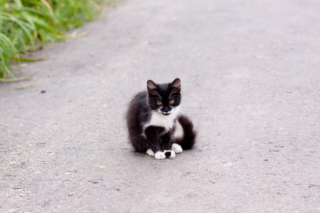 小猫 小动物图片