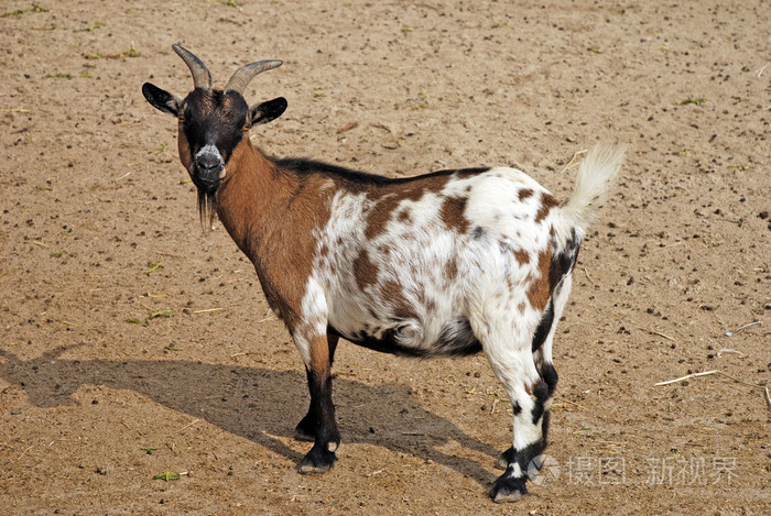 山羊色鬼替罪羊