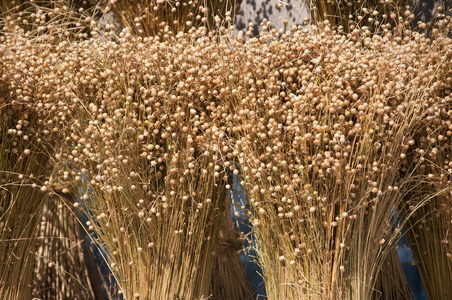 色的小孩男孩采摘和吃红色的苹果向器官亚麻亚麻籽和花在薄茎单色素描