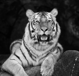 红色成年老虎在动物园里得到休息