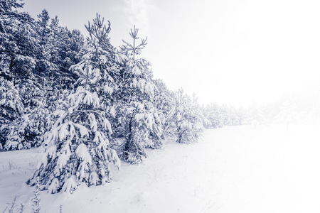 在冬季景观雪覆盖的森林